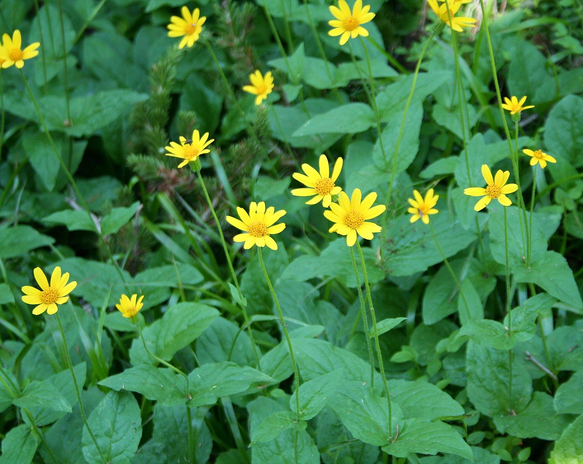 Plant Notes: Heartleaf Arnica | Shoshone News-Press